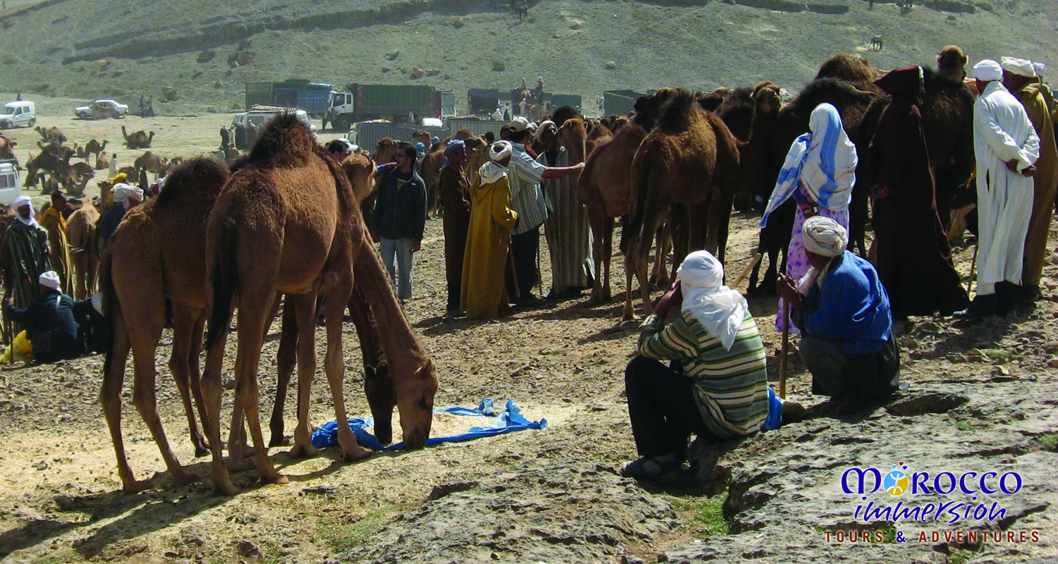 Camel Market 2